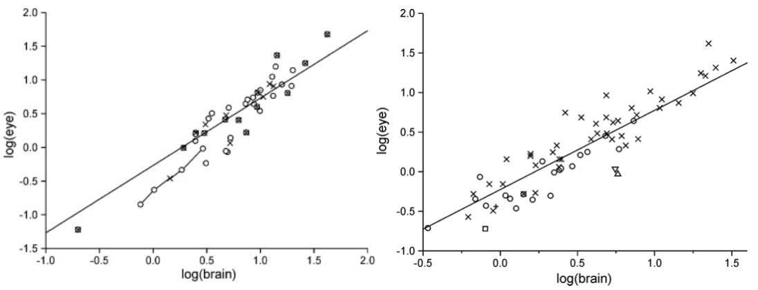 Biological scaling laws figure