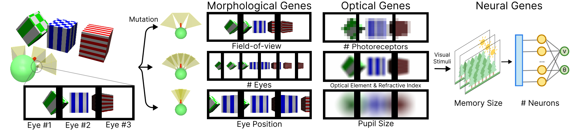 Genotype for vision and learning diagram